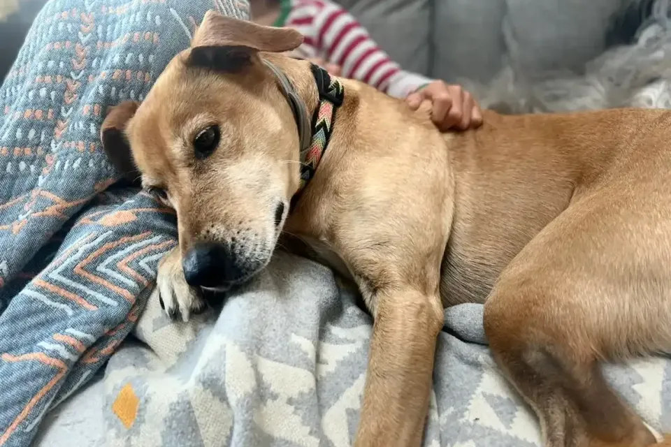 Happy Hauling Crew community involvement in South Orange County